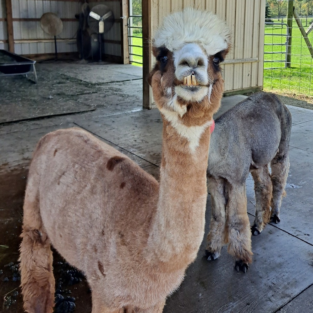 Meet your Posher, Mandy
